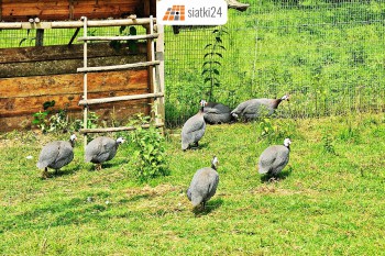 Turek Siatki przeciw ptakom - Zabezpieczenie przed drapieżnymi ptakami Sklep Turek